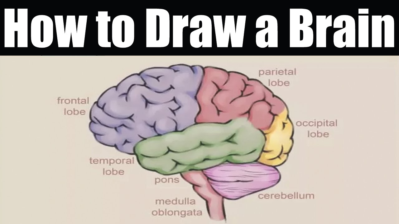 Draw Brain